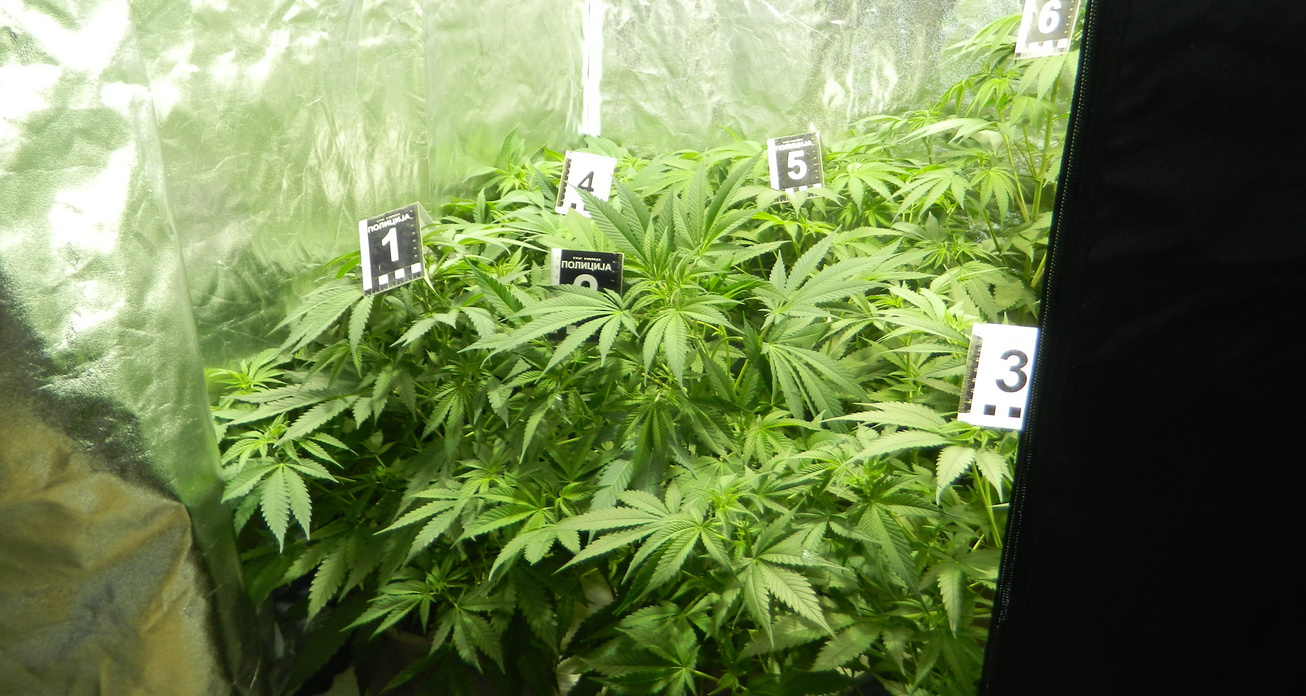 Otkrivena laboratorija za uzgajanje marihuane