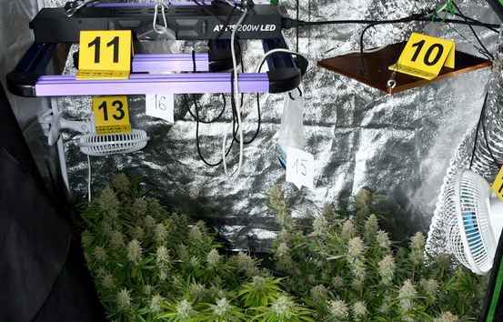 Откривена лабораторија за узгој марихуане