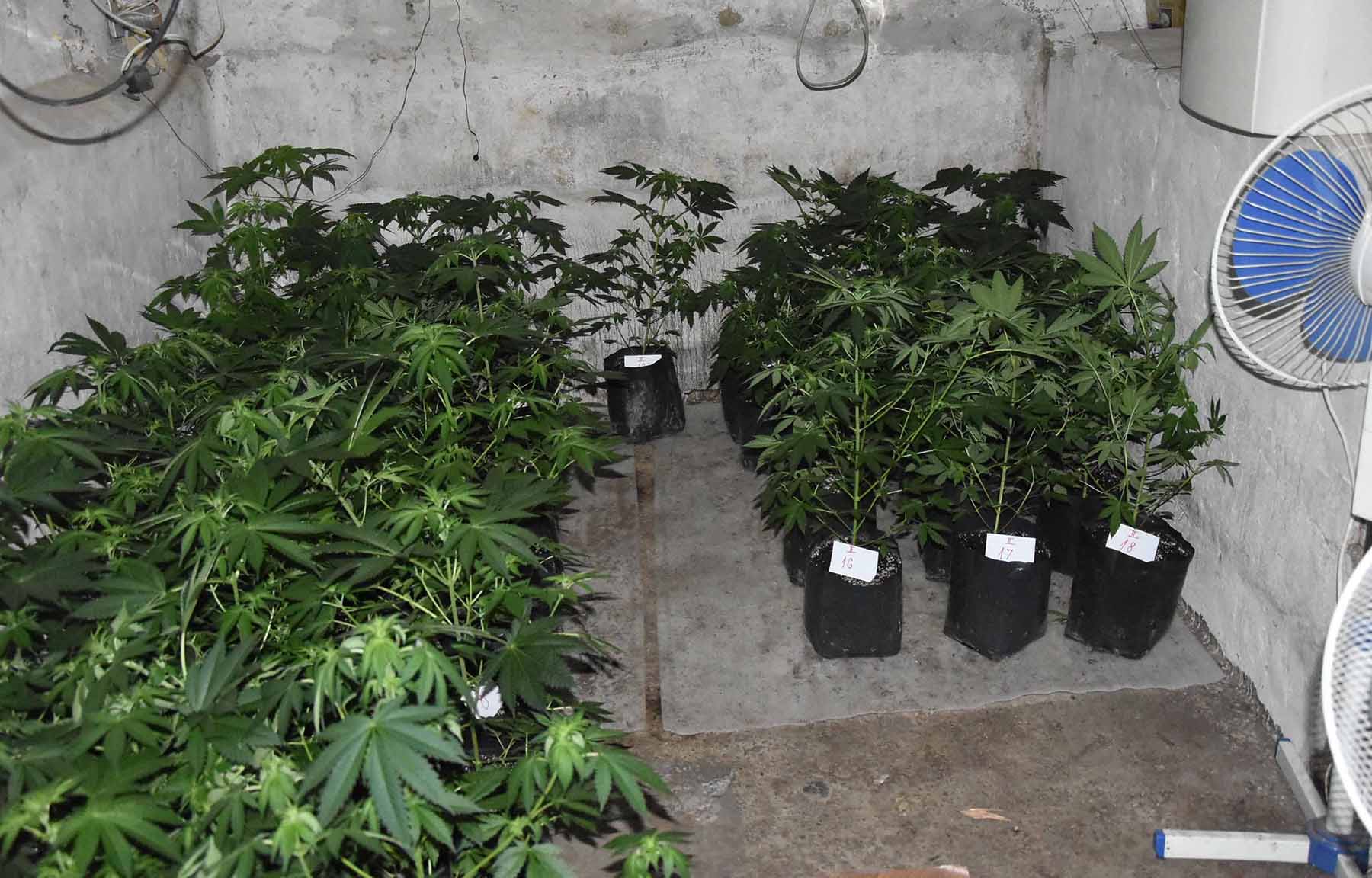 На подручју Новe Црњe откривена илегалнa лабораторијa за производњу марихуане и ухапшене две особе
