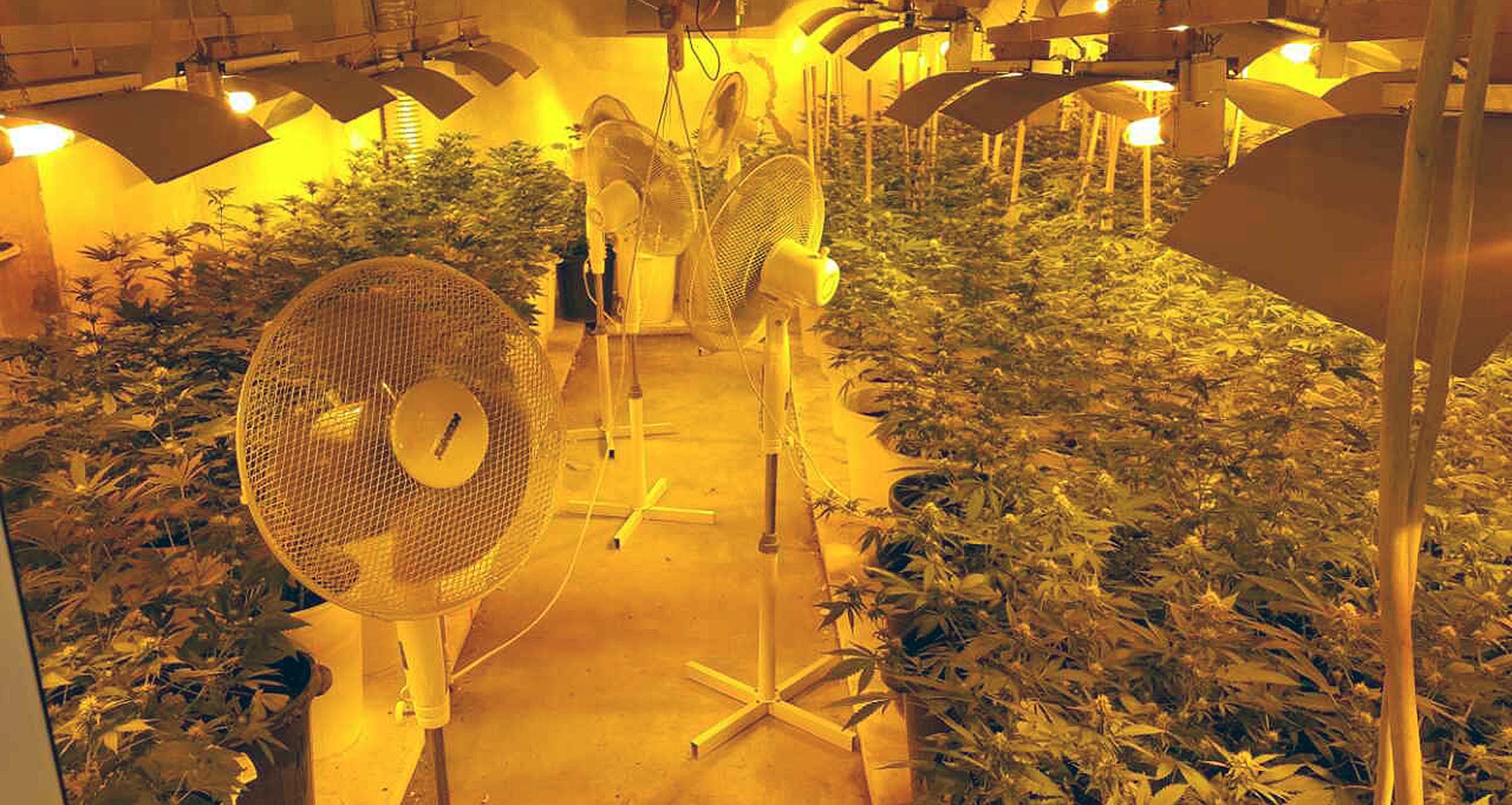 Откривено пет лабораторија за узгој марихуане, заплена више од 1.500 садница и 10 килограма опојне дроге