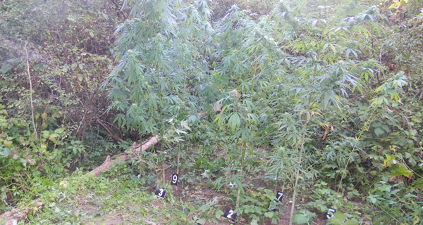Pronađen zasad marihuane u okolini Babušnice