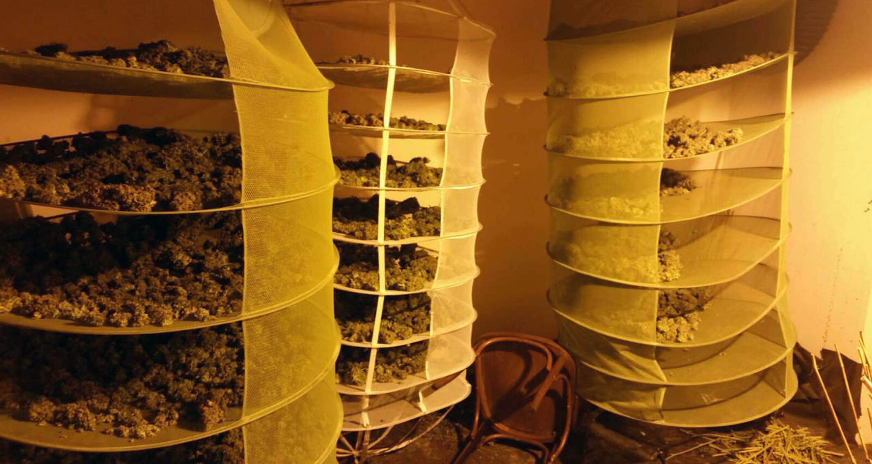 U međunarodnoj akciji zaplenjeno više od 200 kg marihuane
