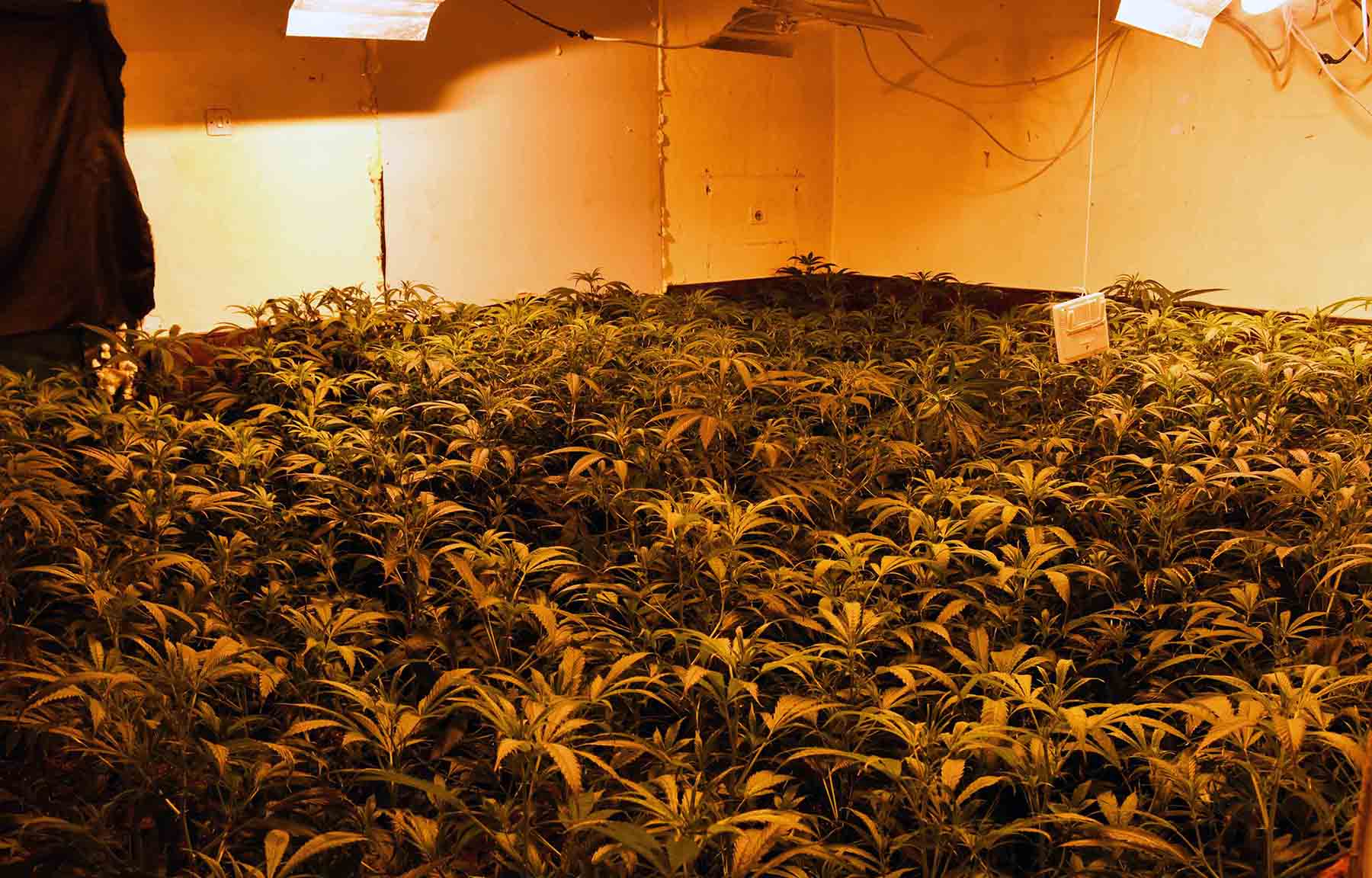Откривена лабораторија за узгој марихуане и ухапшени осумњичени