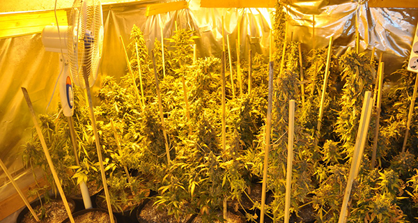 Na Zlatiboru otkrivena laboratorija za proizvodnju marihuane