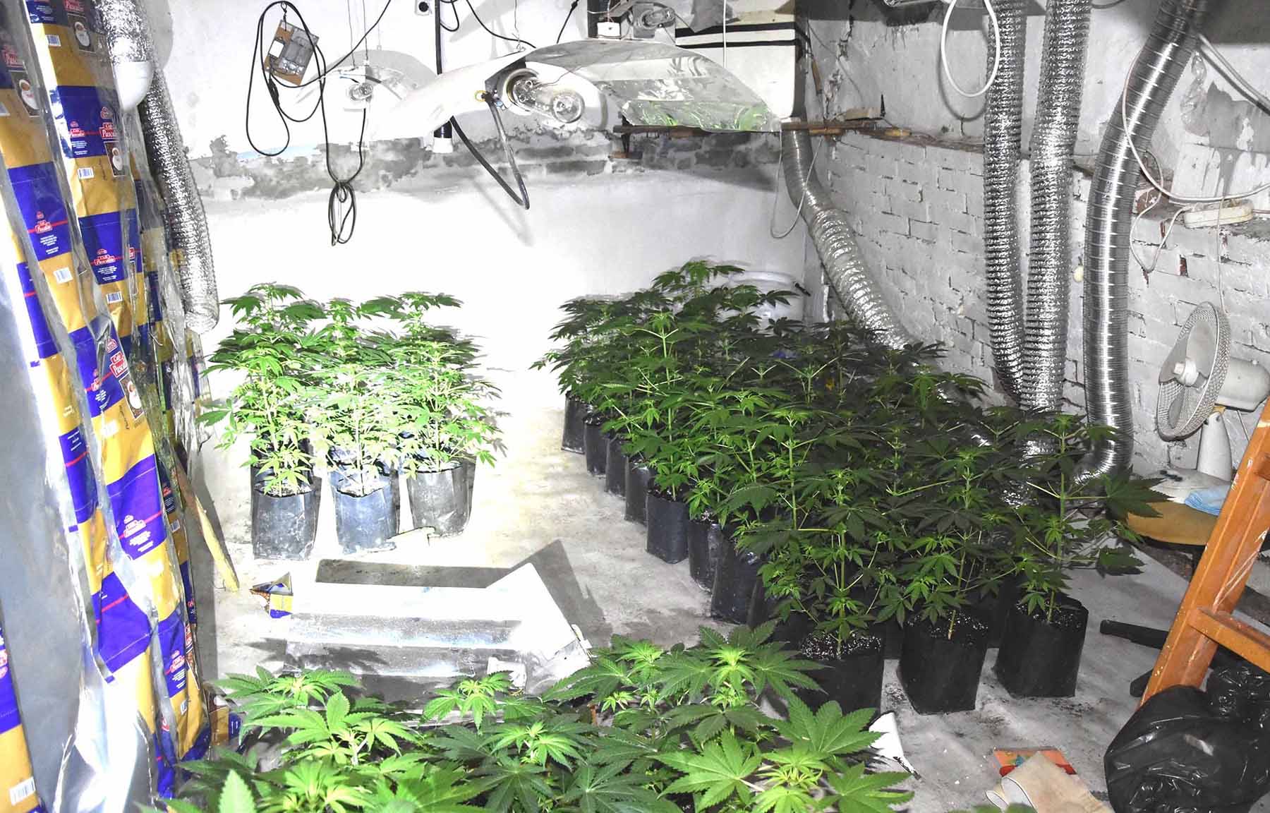 Na području Nove Crnje otkrivena ilegalna laboratorija za proizvodnju marihuane i uhapšene dve osobe