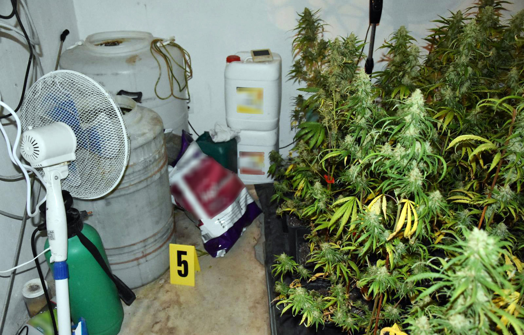 Pronađena ilegalna laboratorija za uzgoj marihuane i uhapšen osumnjičeni