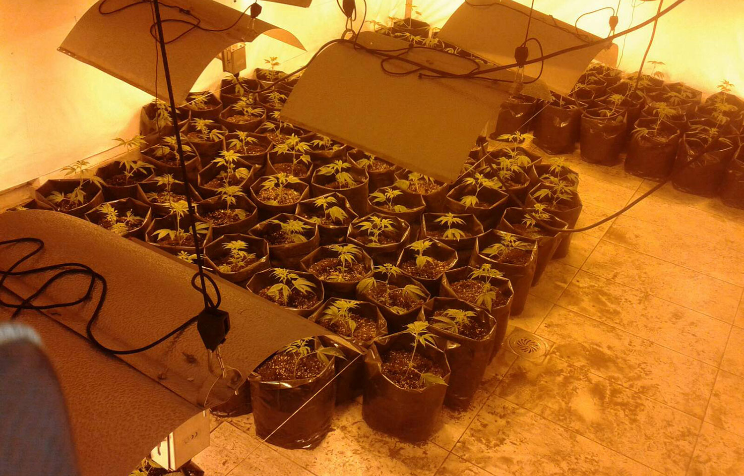 Откривена лабораторија за узгој марихуане у вештачким условима и ухапшен осумњичени