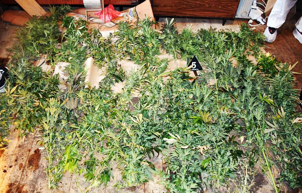 Otkrivena laboratorija za uzgoj marihuane 
