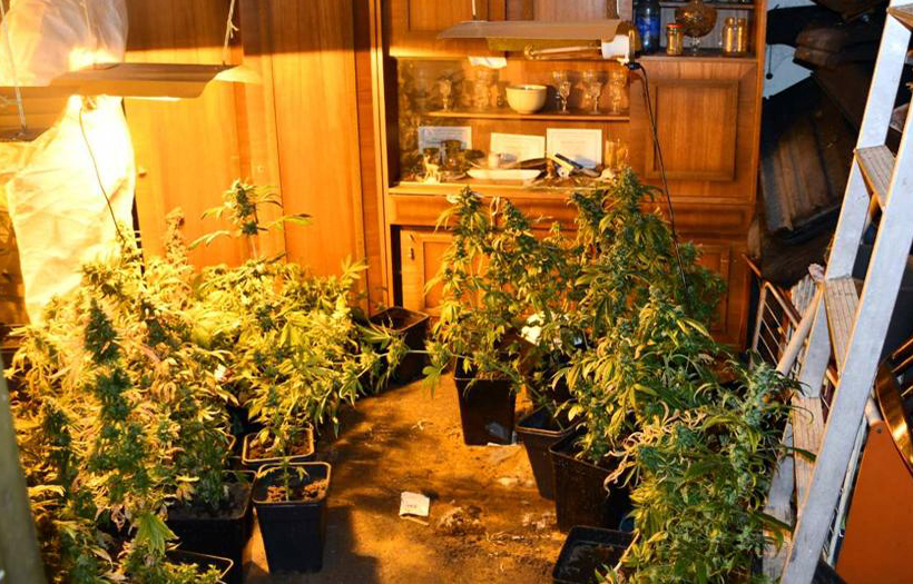 Откривена лабораторија за узгој марихуане 