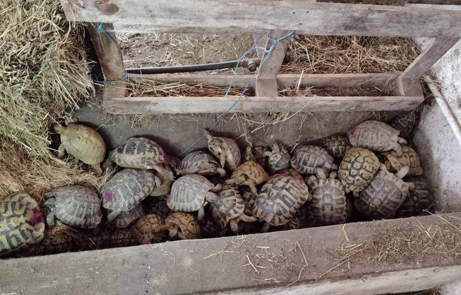 На подручју Бујановца пронађена 281 корњача, законом заштићене врсте