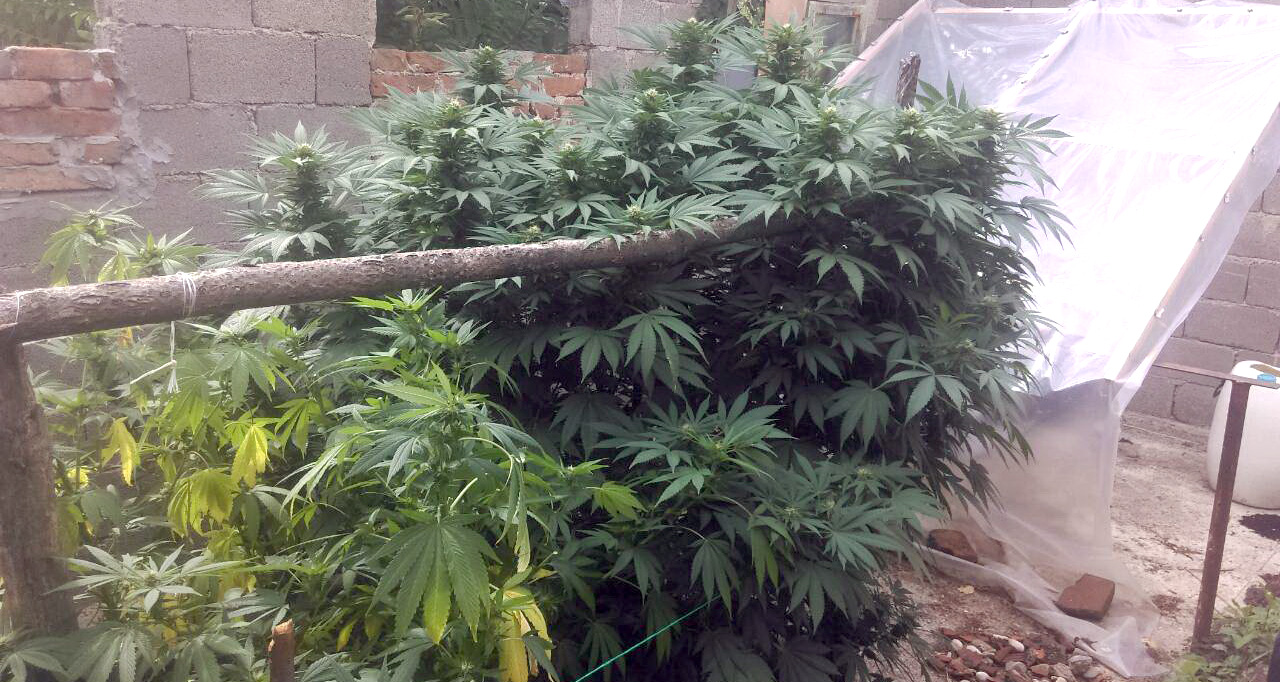Pronađena laboratorija za uzgoj marihuane