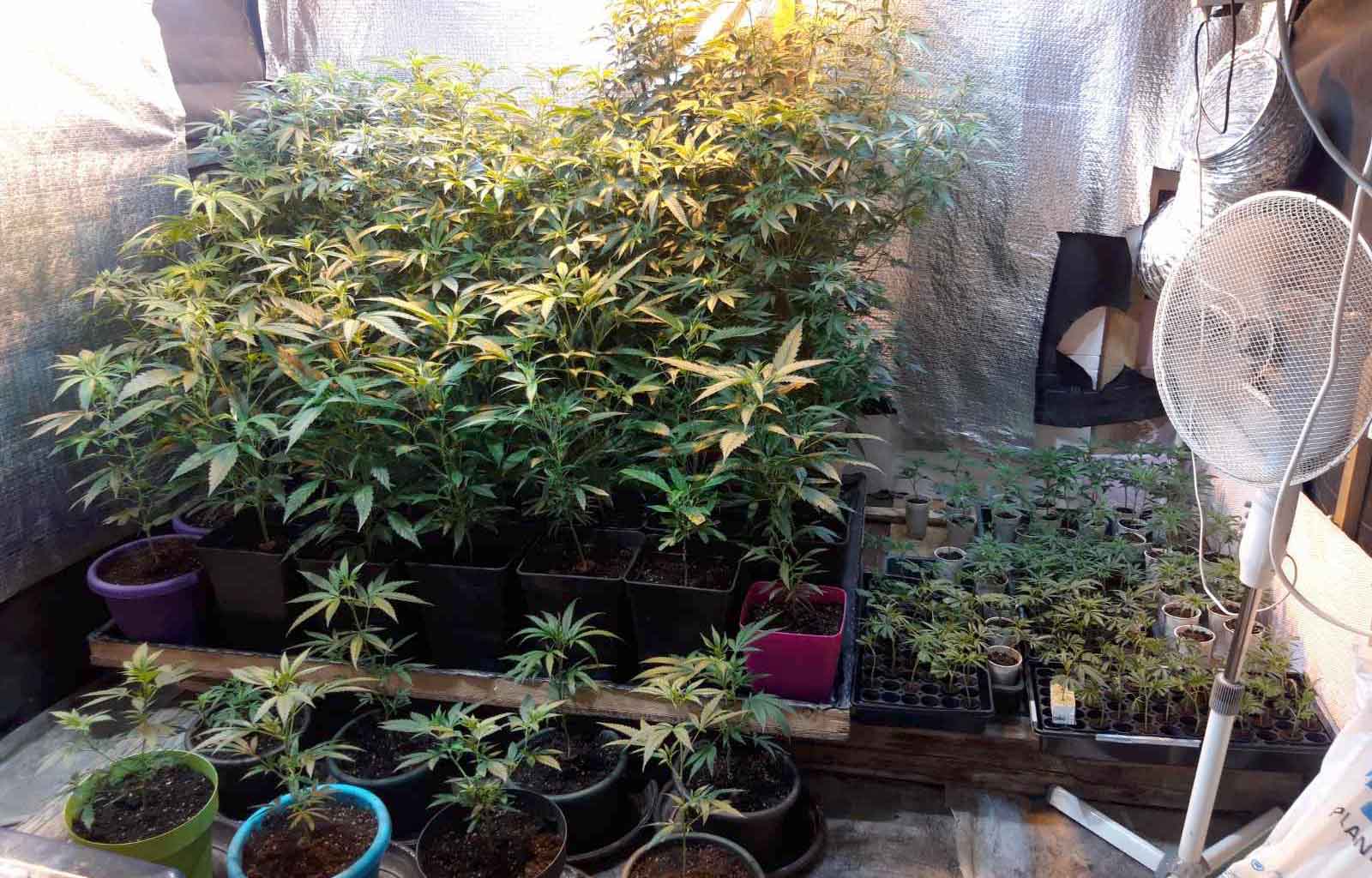 Otkrivena laboratorija za proizvodnju marihuane, uhapšene dve osobe
