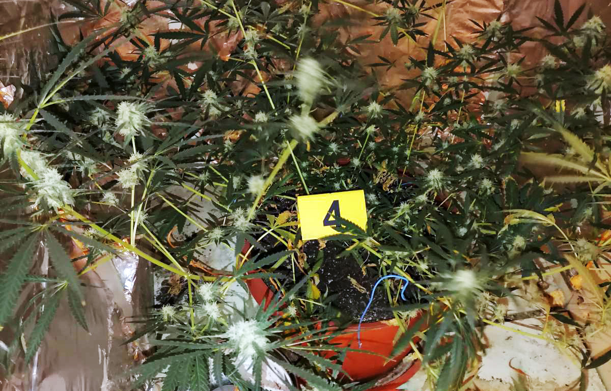 Otkrivena improvizovana laboratorija za uzgoj marihuane