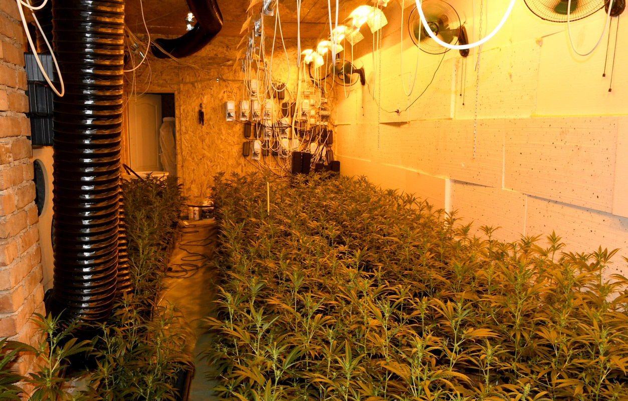 Откривена лабораторија за узгој марихуане