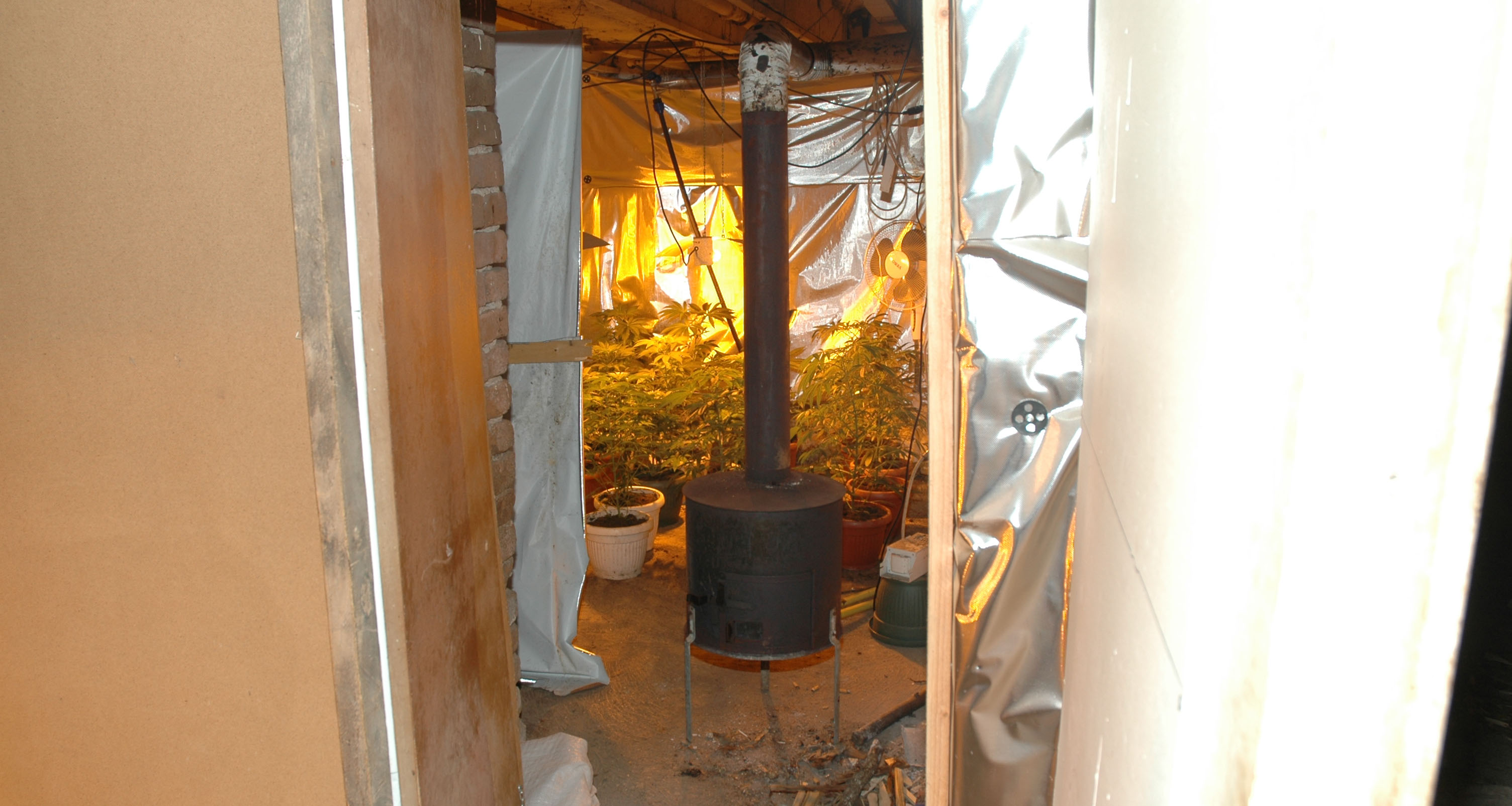 Otkrivena laboratorija za veštačku proizvodnju marihuane