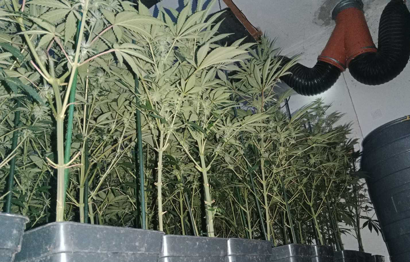 Otkrivena laboratorija za uzgoj marihuane