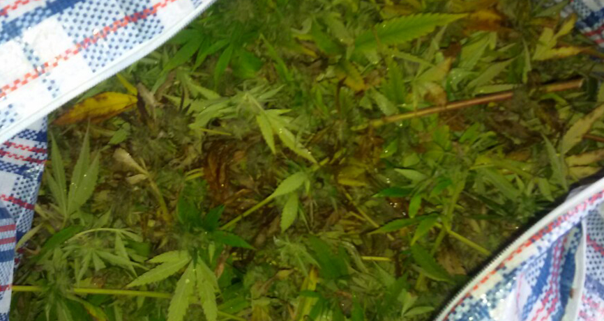 Zaplenjeno 37,6 kg marihuane u suvom i polusuvom stanju