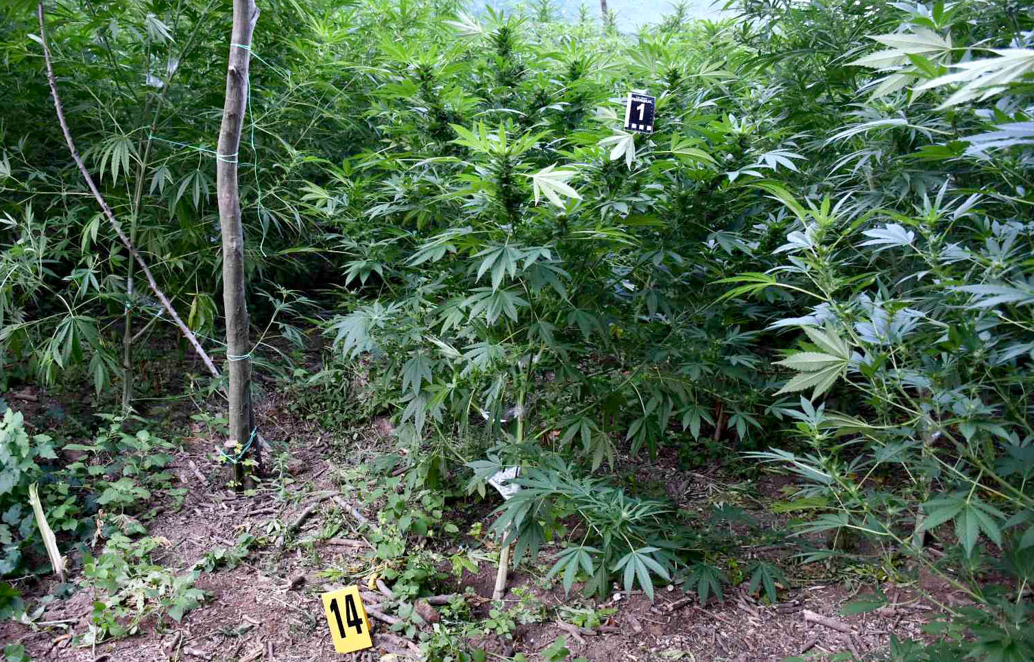 Uhapšene tri osobe zbog uzgajanja marihuane