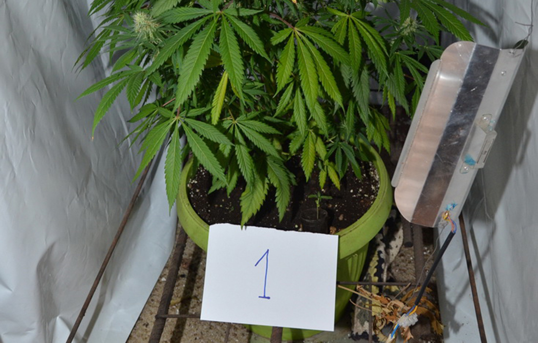 Откривене две импровизоване лабораторије за узгој марихуане